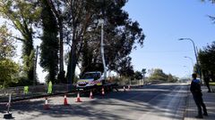 Talan del eucalipto junto a la autopista.