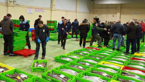 Moviendo las cajas de merluza de volanta ya adjudicadas en la lonja de Celeiro, el 5 de marzo del 2026.