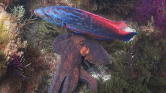 El gallano y el pulpo filmados se dirigen a una grieta para explorar la existencia de presas.