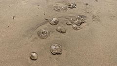 Salpas en las playas asturianas