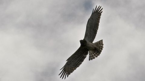 �guila culebrera (Circaetus gallicus)