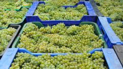 Uvas de godello recogidas el pasado s�bado en Vilach� de Salvadur