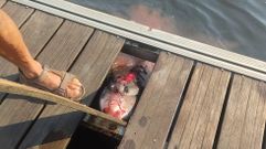 La ballena choc� contra la d�rsena y acab� encajada en una madera. 