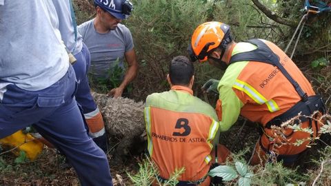 Rescate de un perro