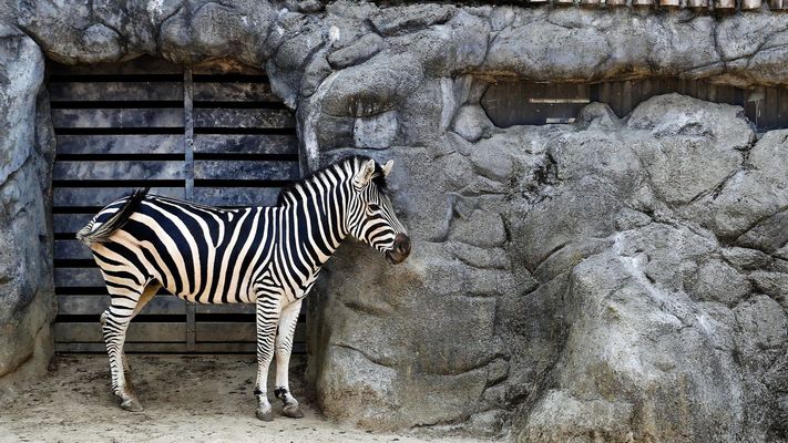 Una cebra en el zoo de Vigo.
