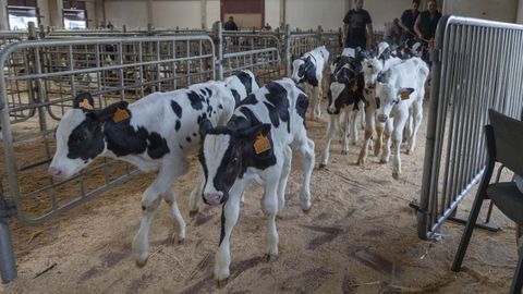 Galicia ofrece vacunas gratuitas frente a determinaos serotipos de la enfermedad