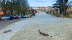 Imagen, de archivo, de unos patos cerca del puente romano de Ourense, en el ao 2020.