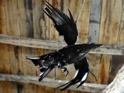 Da serie Eolo enfurecido, de Raimundo Rubal. 