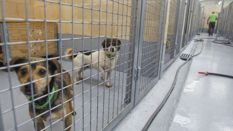 Perros en el centro Mougá que fueron recogidos a los dos hermanos de A Graña.