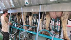 Las 250 explotaciones l�cteas de Barbanza produjeron el a�o pasado 165 millones de litros.