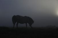 Caballo con niebla en A Serra da Capelada