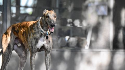 Muchos de los perros sacrificados eran galgos