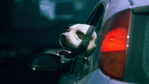 Al viajar en coche con perros se deben utilizar accesorios que los retengan de forma segura y que cumplan la normativa