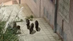 Los animales circulan por las aceras, incluso las pegadas a las casas, sin ningún temor
