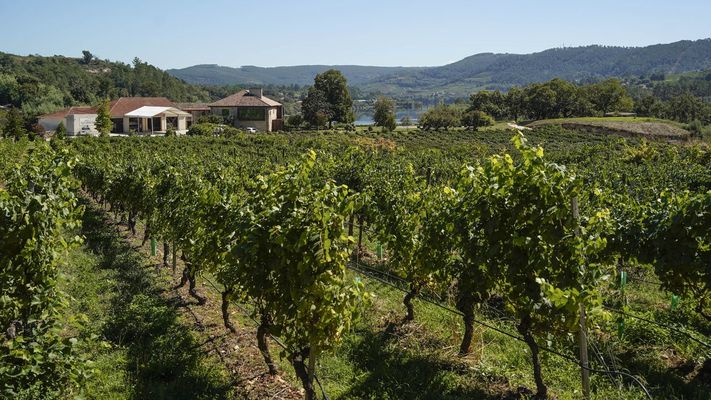 Vi�edos de Dominio de Razamonde, en la D. O. Ribeiro, ahora en manos de Aceites Abril