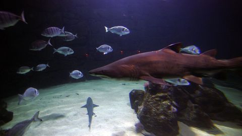 El tiburn Gastn, el gran protagonista de la sala Nautilus del Aquarium Finisterrae.