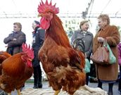 Las jornadas durar�n hasta el s�bado, d�a de la Feira