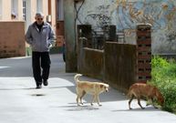 Los dos perros nacieron y crecieron en las calles del pueblo. 