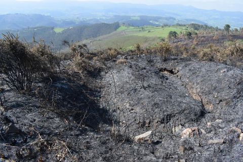 Resultados tras los incendios.Resultados tras los incendios