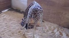 El parto de una jirafa ante un mill�n de espectadores