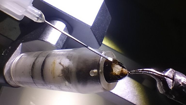 La abeja se introduce en un tubo donde, posteriormente, se duerme y se insemina
