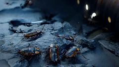 Prototipo de las cucarachas que Swarm Biotactics ha equipado con una interfaz neuronal que permite jaquear su sistema nervioso.