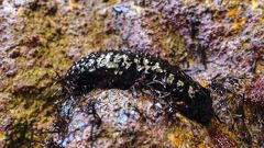 Carallo de mar en la Furna das Grallas, en Cambre-Malpica