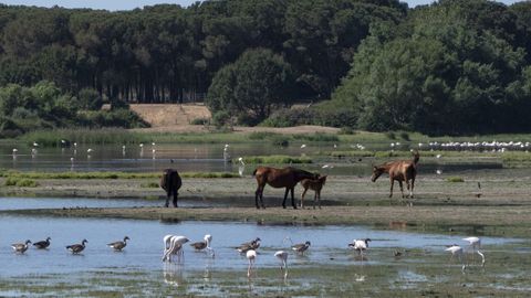 Diferentes especies de aves junto a caballos en Almonte (Huelva) dentro del parque de Doana