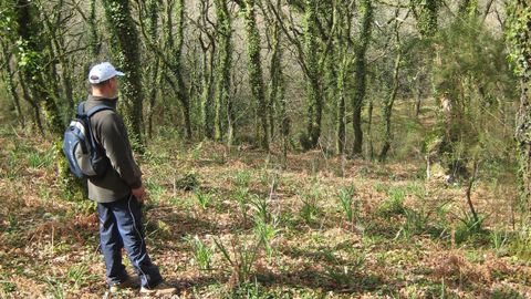 Carballeira de Anllares