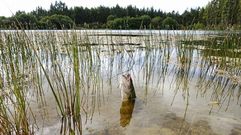 Detectan un lago de Guitiriz plagado de perca negra, una especie invasora