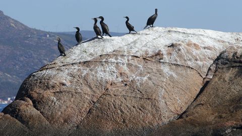 Cormoranes en una roca de la isla de Lobeira Grande. Son habituales en la zona