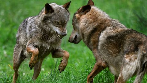 Dos lobos en un recinto de fauna salvaje.