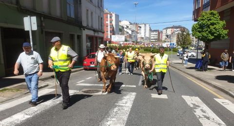 Las vacas se incorporan a la manifestacin de Lugo, donde los ganaderos piden que se suba el precio de la carne