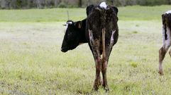 Hace unos meses se produjo un caso similar en Chantada