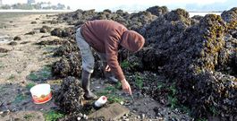 Los pescadores deportivos acuden tradicionalmente a las playas de la r�a pontevedresa para conseguir mi�oca como cebo. 