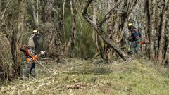 Imagen de archivo de una limpieza forestal