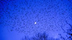 Una enorme bandada de estorninos en una imagen de archivo