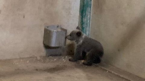 La osezna rescada en Proaza
