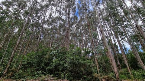 A superficie ocupada por eucaliptos en Galicia medrou en 53.000 hect�reas nunha d�cada, destaca o Consello da Cultura