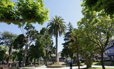 La palmera preside la parte alta del jard�n carball�s. 