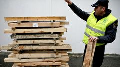 La lucha contra la plaga del pino