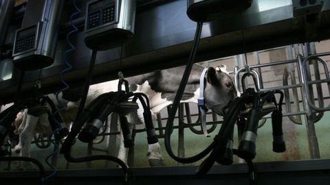 Imagen de archivo de una vaca en una sala de orde�o