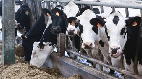 Espa�a importa cada vez m�s leche cruda y m�s productos l�cteos, seg�n Fenil