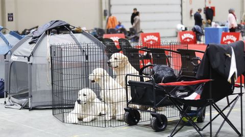 Exposici�n Canina de Galicia en Lugo