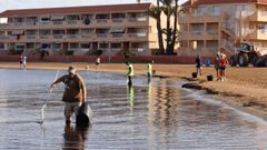 Operarios segu�an limpiando este mi�rcoles las orillas del Mar Menor, donde en los �ltimos diez d�as aparecieron muertos por asfixia casi 5.000 kilos de peces