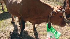 La vaca Leti, desaparecida desde hace das de una explotacin ganadera de Boal