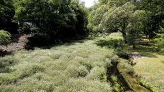 Imagen del r�o, con caudal bajo cerca de la carballeira, el a�o pasado