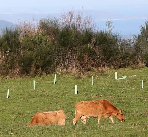 El ganado salvaje invade las plantaciones aut�ctonas.