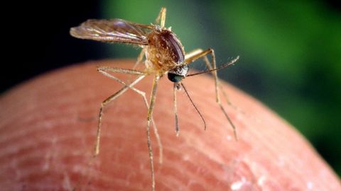 Mosquito culex