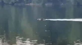 Un jabal� nada en el r�o Mi�o de Lugo.